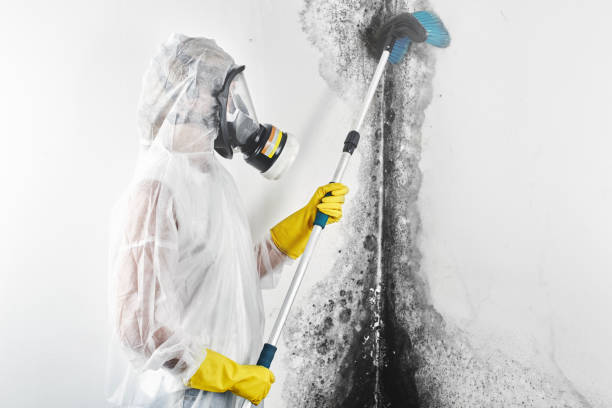 Best Black Mold Removal  in Commercial Point, OH