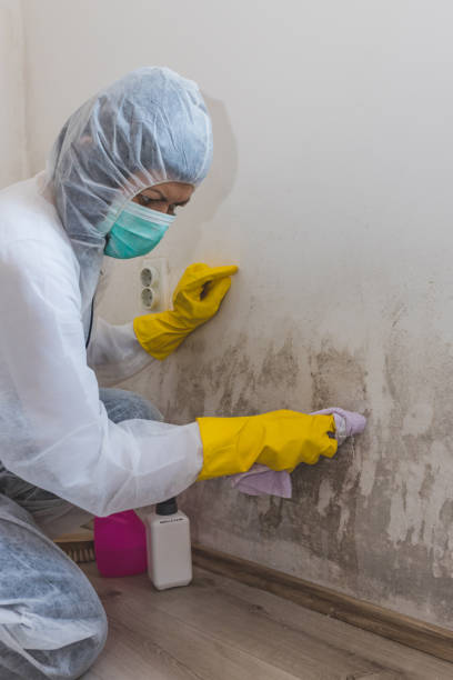 Best Mold Remediation for Rental Properties  in Commercial Point, OH