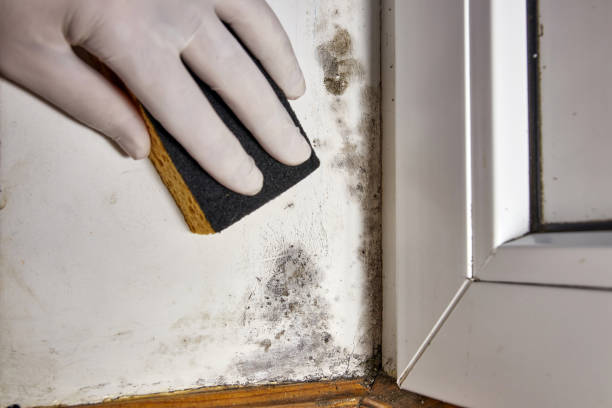 Best Post-Construction Mold Inspection  in Commercial Point, OH